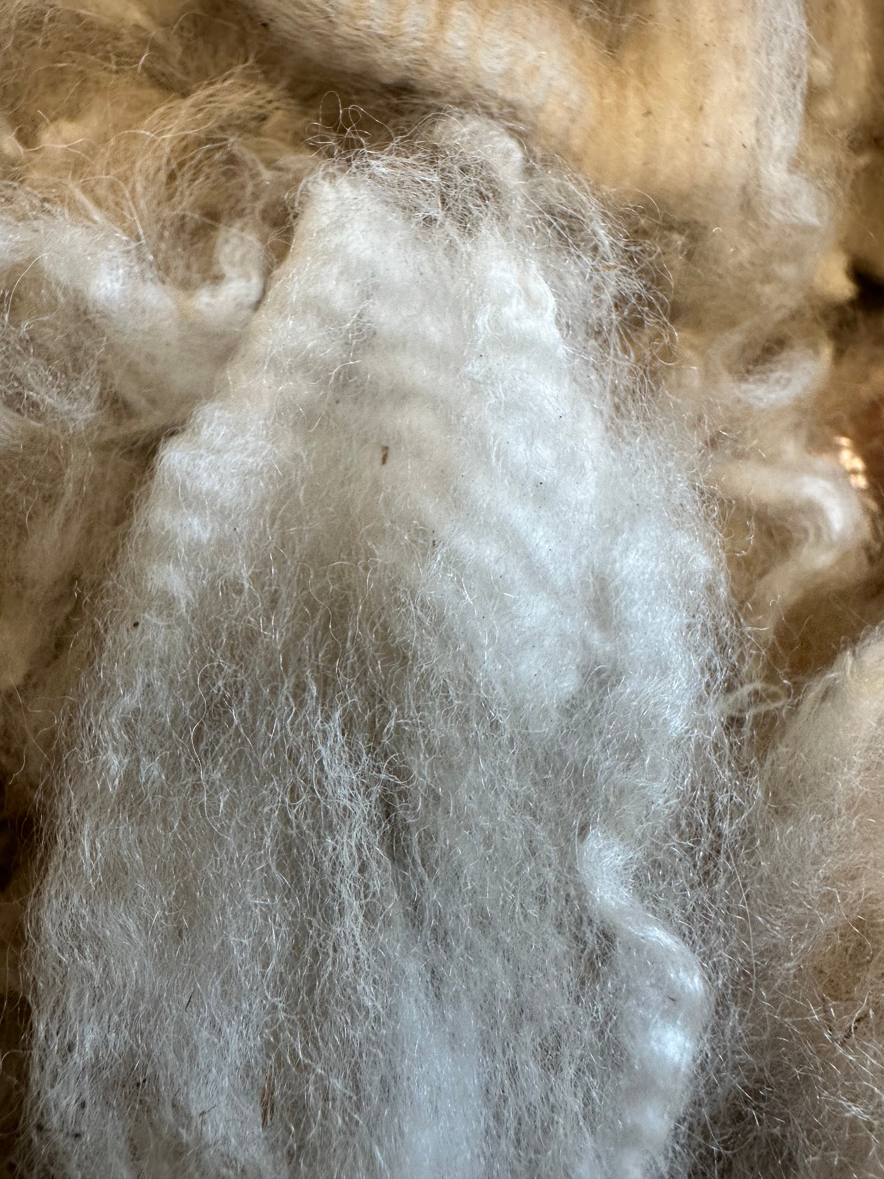 Raw Alpaca Fleece. White. Skirted, unwashed. AFD 16.6 microns. 1.9 lb