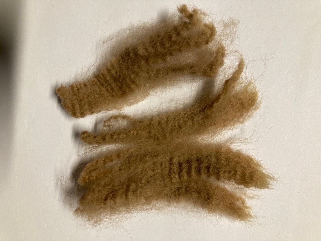 Raw Alpaca Fleece. Medium Fawn. Skirted, unwashed. AFD 16.8 microns.1.8 lb