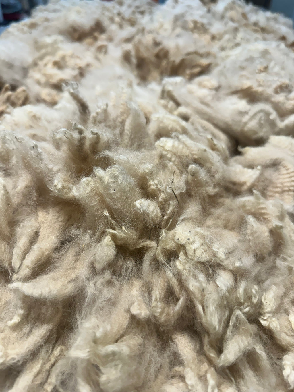 Raw Alpaca Fleece. Light Fawn. Skirted, unwashed. AFD 17.0 microns. 2.5 lb