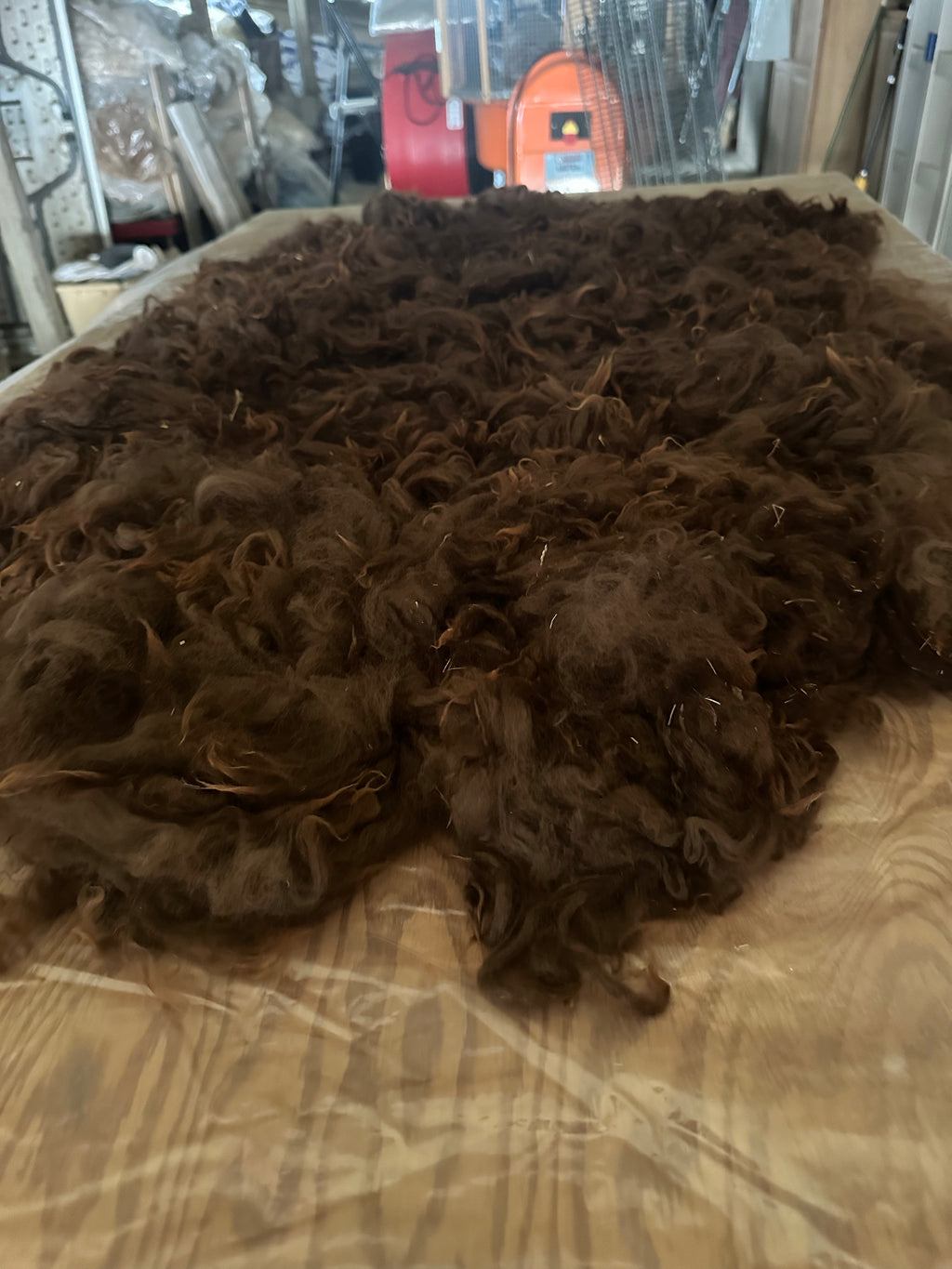 Raw Alpaca Fleece. Dark Bbrown. Skirted, unwashed. AFD 17.1` microns. 1.6 lb