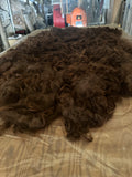 Raw Alpaca Fleece. Dark Bbrown. Skirted, unwashed. AFD 17.1` microns. 1.6 lb