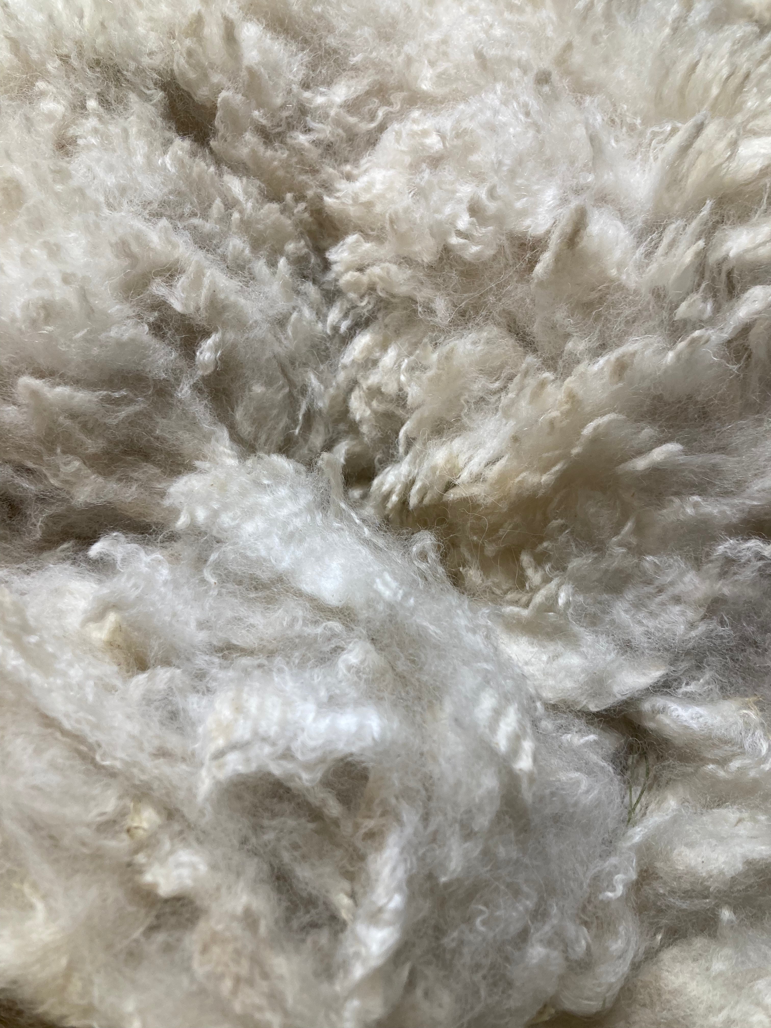 Raw Alpaca Fleece. White. Skirted, unwashed. AFD 17.7 microns.1.9 lb