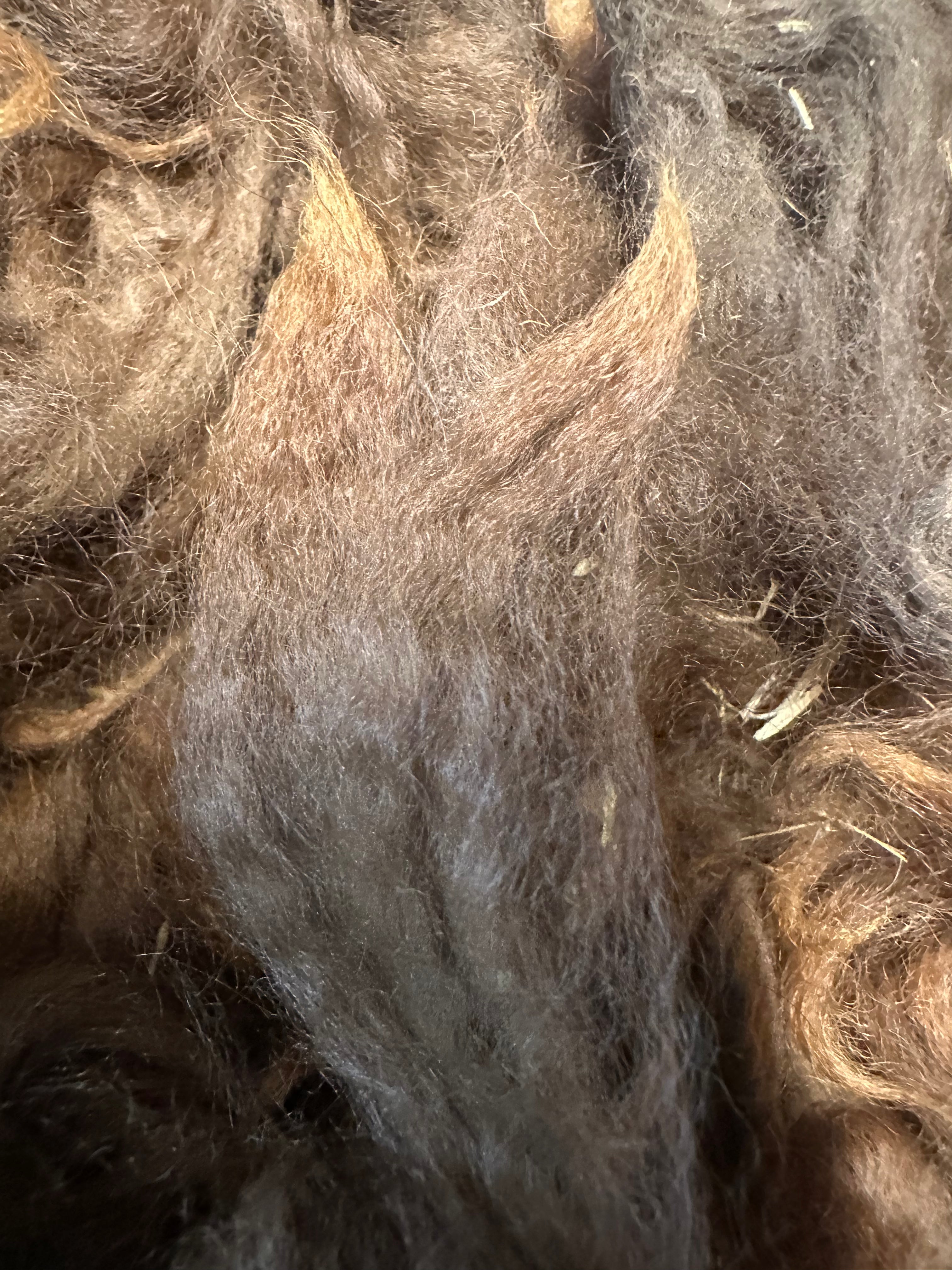 Raw Alpaca Fleece. Dark Bbrown. Skirted, unwashed. AFD 17.1` microns. 1.6 lb