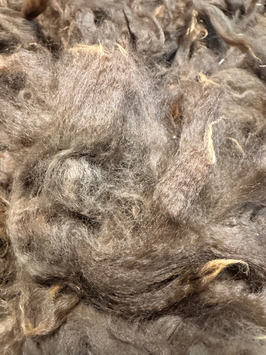 Raw Alpaca Fleece. Dark Bbrown. Skirted, unwashed. AFD 17.1` microns. 1.6 lb