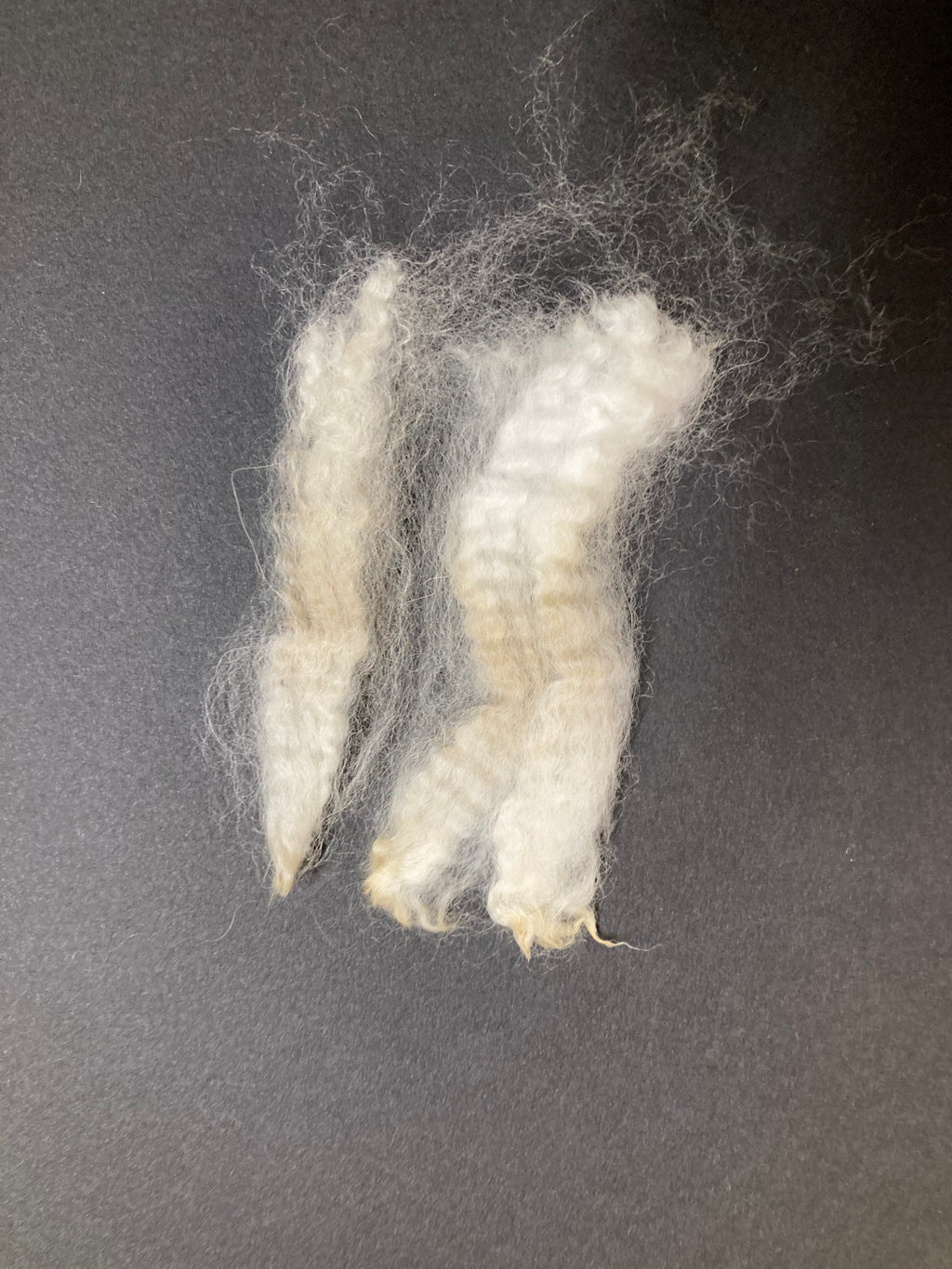 Raw Alpaca Fleece. White. Skirted, unwashed. AFD 17.7 microns.1.9 lb