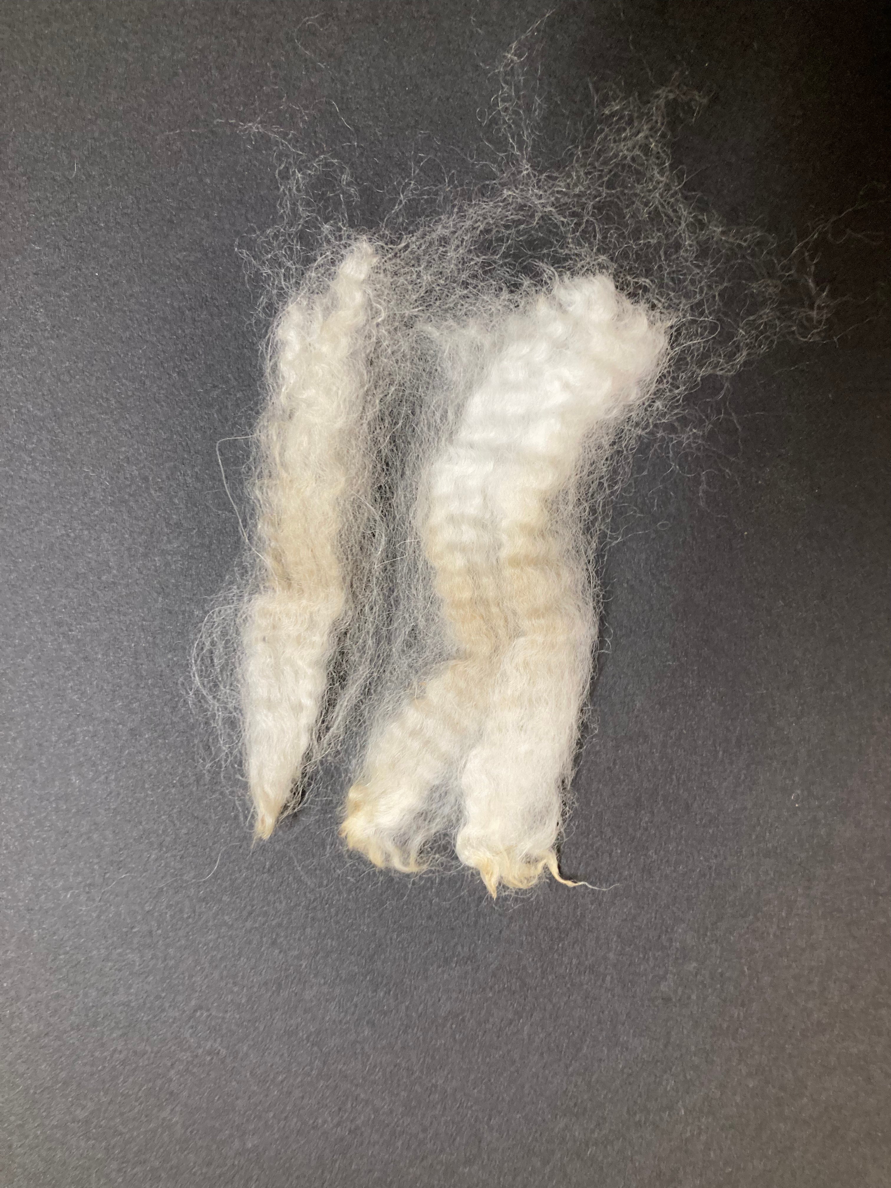 Raw Alpaca Fleece. White. Skirted, unwashed. AFD 17.7 microns.1.9 lb