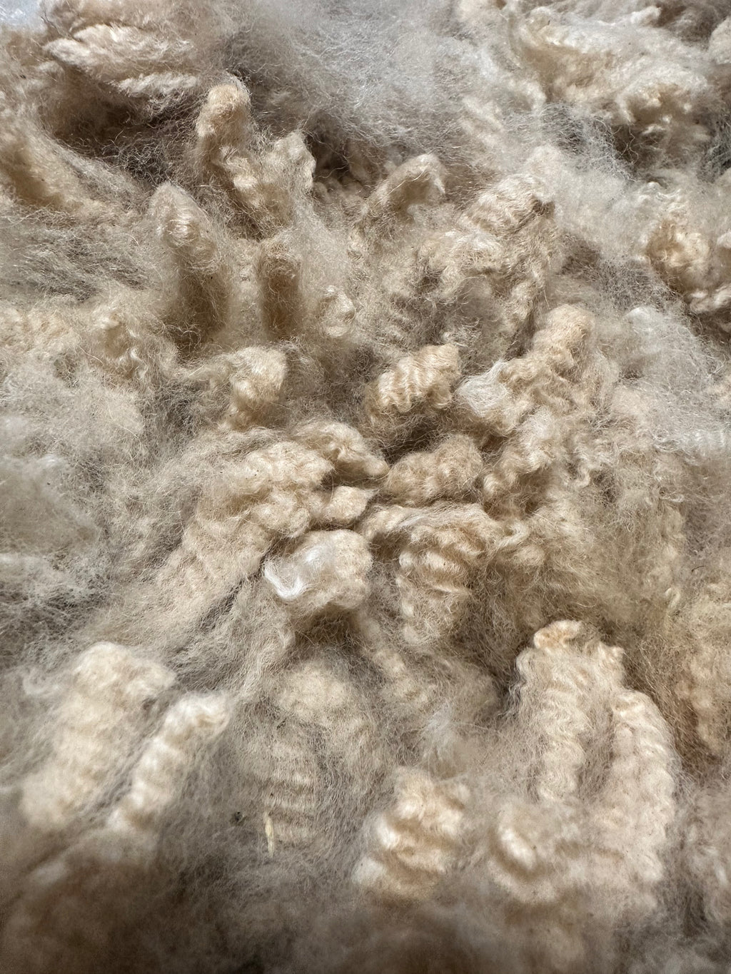 Raw Alpaca Fleece. Light Fawn. Skirted, unwashed. AFD 17.0 microns. 2.5 lb