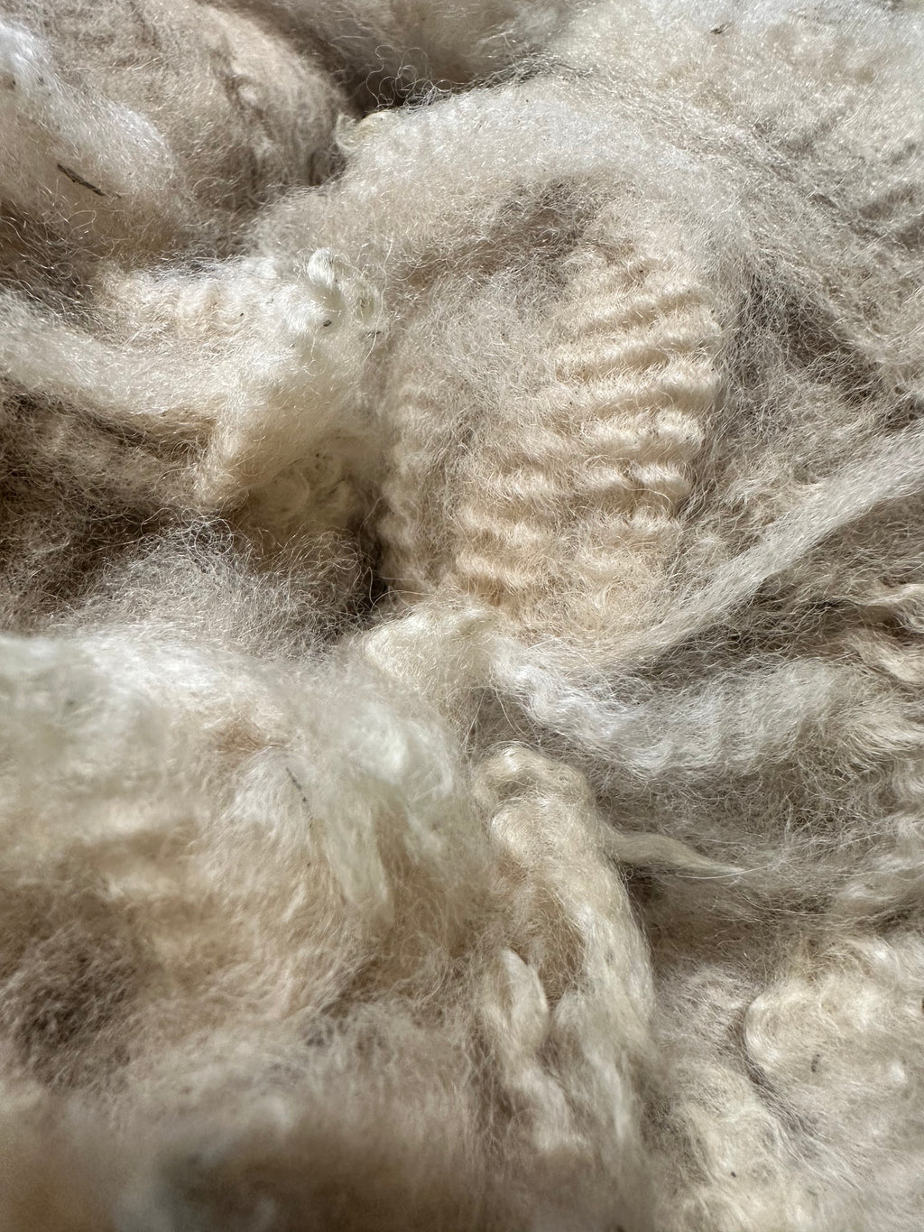Raw Alpaca Fleece. Light Fawn. Skirted, unwashed. AFD 17.0 microns. 2.5 lb
