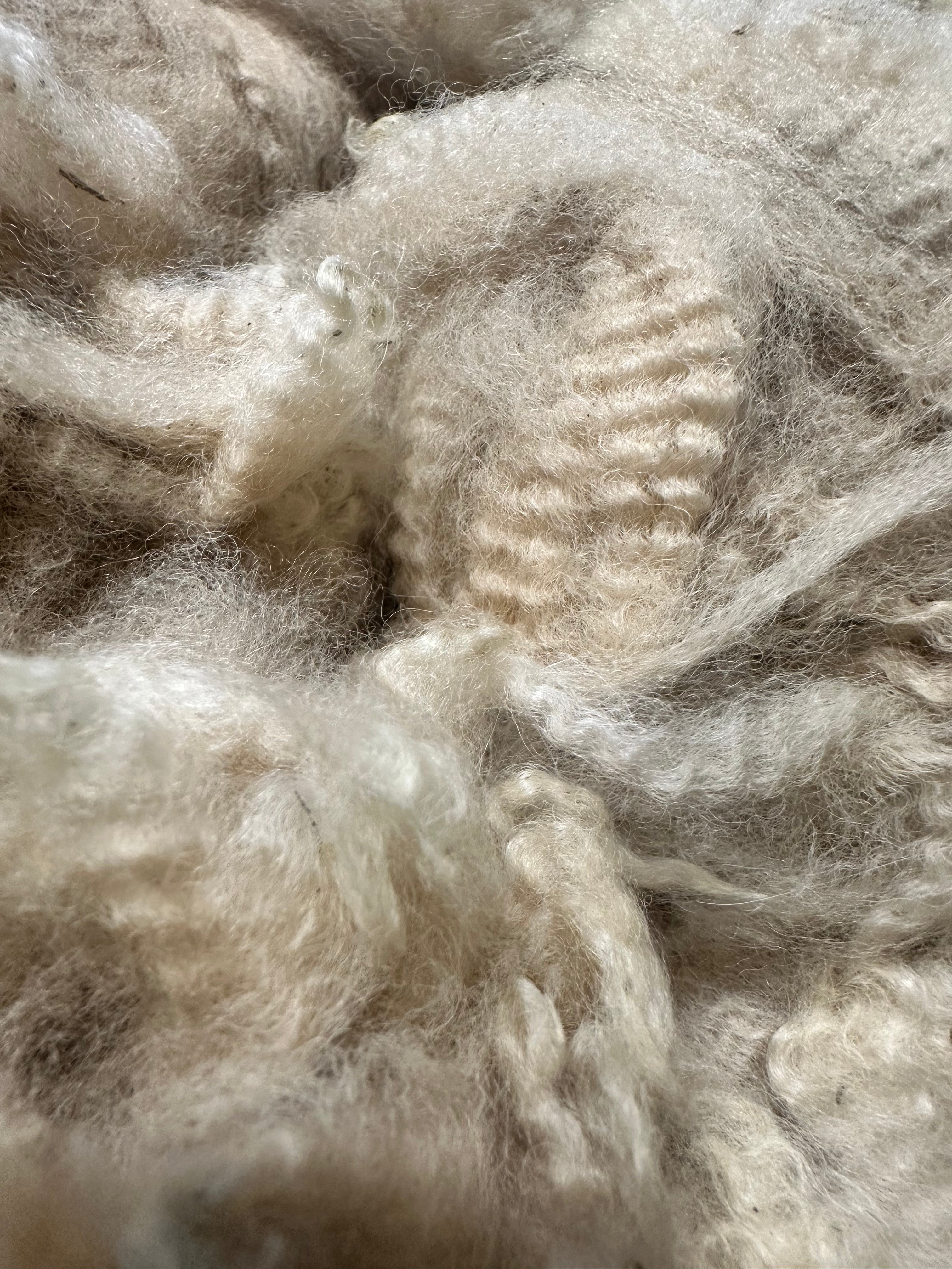 Raw Alpaca Fleece. Light Fawn. Skirted, unwashed. AFD 17.0 microns. 2.5 lb